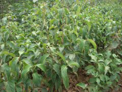 106ջʵ