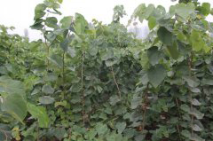 98վϾֲ磨2013ڣ